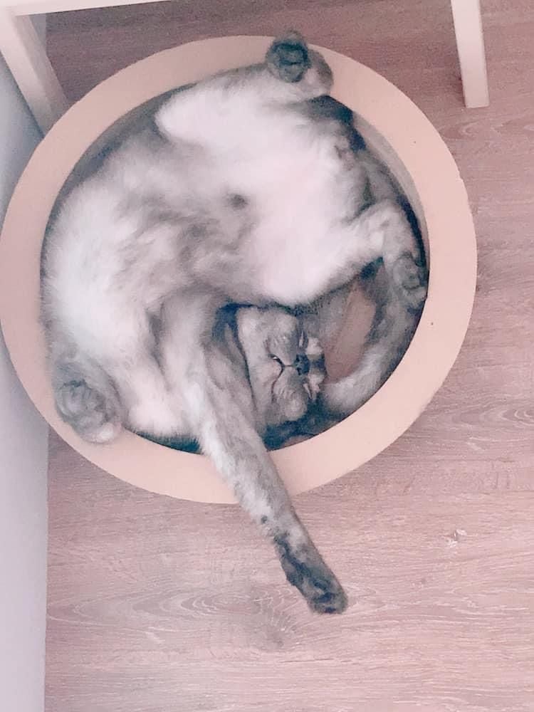 小丁Ding《Special selfie》